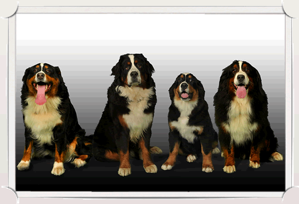 Magic best sale mountain bernese